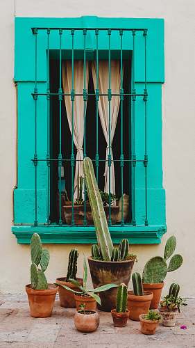 plant cactus near window cactus